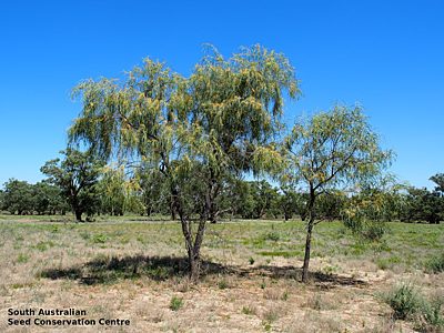 Acacia stenophylla tree Katarapko NP